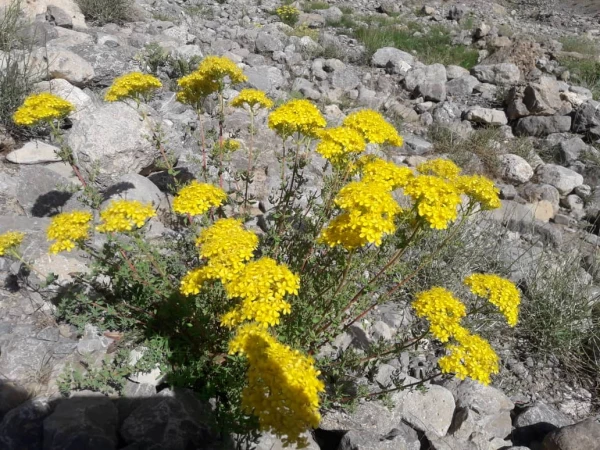 به منظور ایجادروحیه نشاط و شادابی انجام شد:
کوهپیمایی جمعی از کارکنان دانشگاه فرهنگیان استان در ارتفاعات دنا 2
